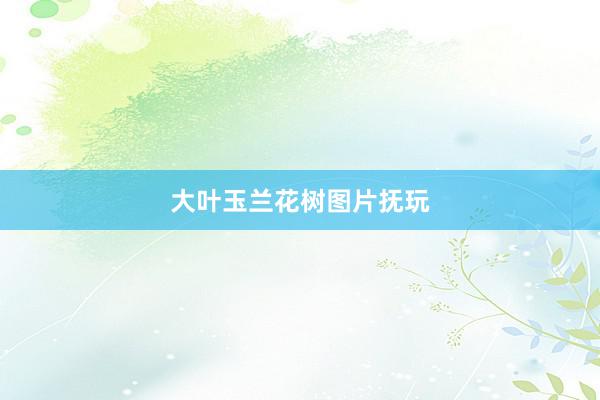 大叶玉兰花树图片抚玩